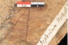 Foto (Detailansicht) von Asplenium hochstetteri Unger (NHMW-GEO-2024-0188-10334)
